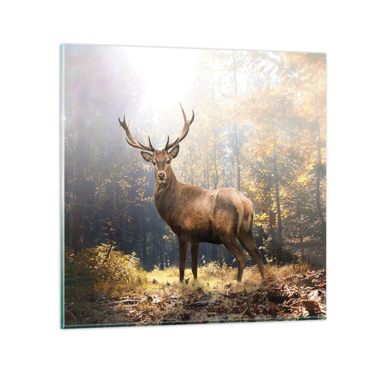 Obraz na skle - Plné dôstojnosti - 50x50 cm