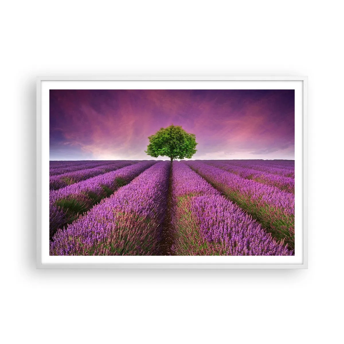 Plagát v bielom ráme - Na levanduľových poliach - 100x70 cm