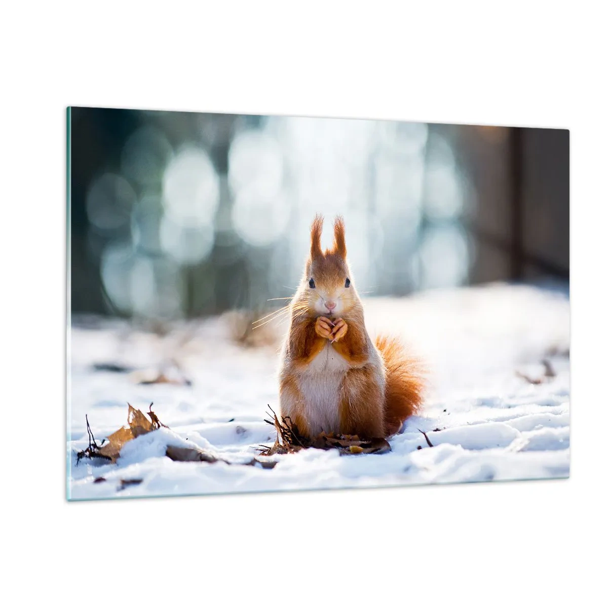 Obraz na skle - Čo sa tak pozeráš? - 120x80 cm