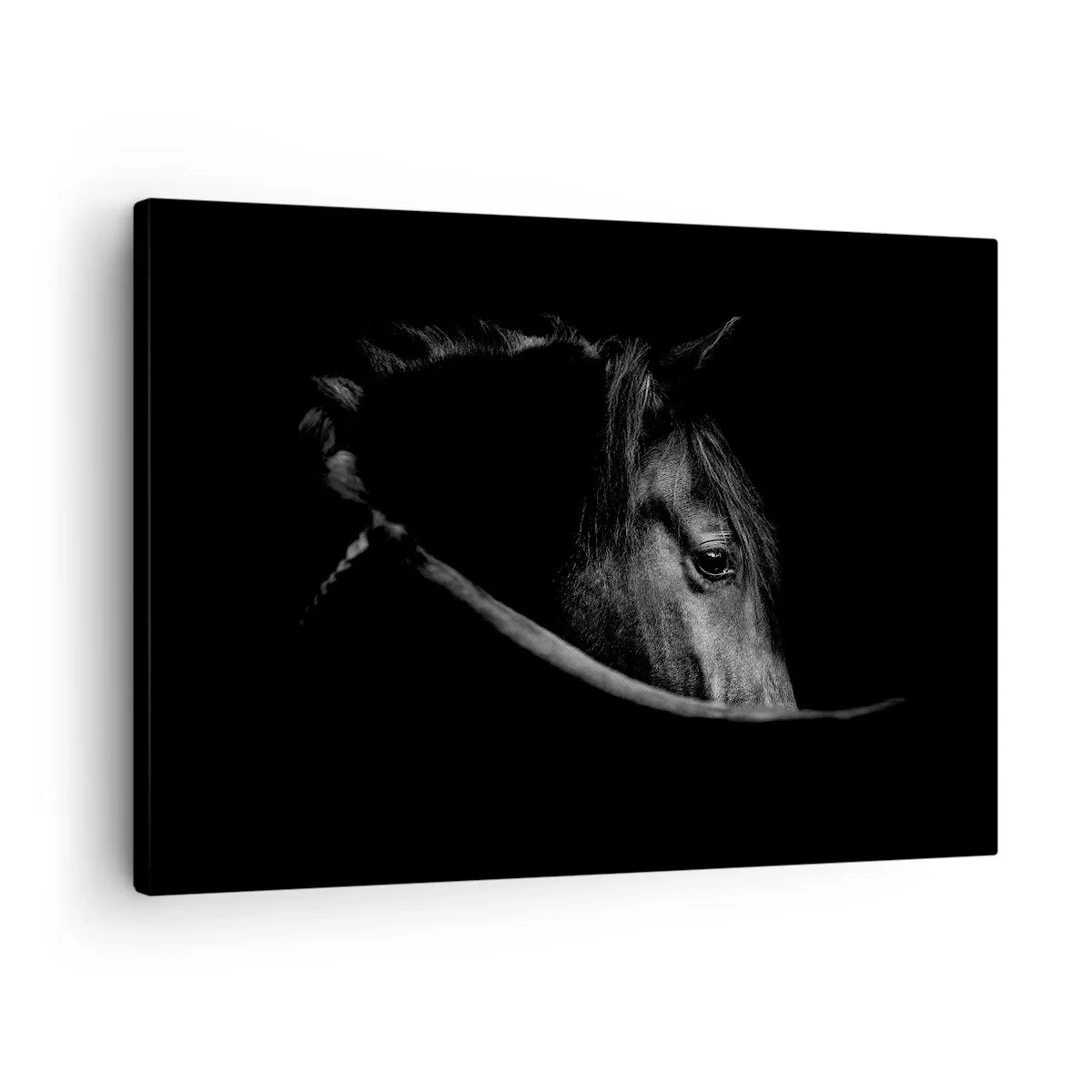 Obraz na plátne - Čiernobiely portrét koňa s jemnou hrou svetla a tieňa na tmavom pozadí. - 70x50cm - Čierny knieža - Moderná nástenná dekorácia do obývacej izby a spálne ARTTOR