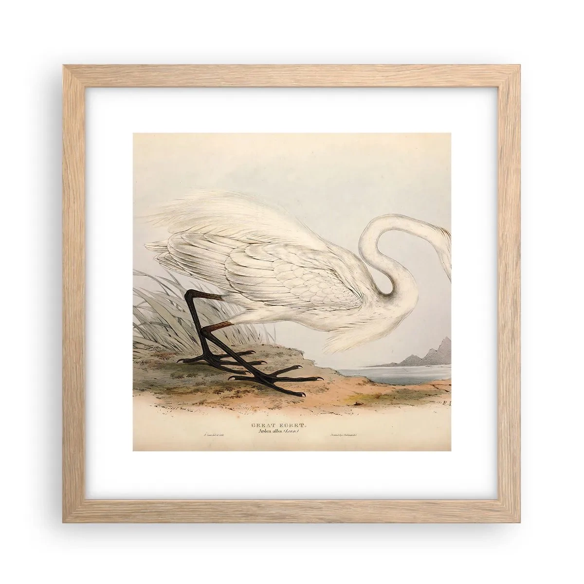 Plagát v ráme zo svetlého duba - Pani rákosín - 30x30 cm