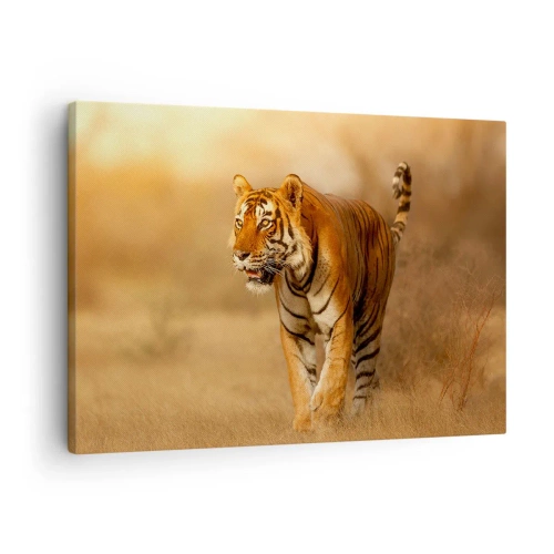 Obraz na plátne - Tiger prechádzajúci savanou v teplých farbách - 70x50cm - Pred útokom - Moderná nástenná dekorácia do obývacej izby a spálne ARTTOR