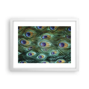 Plagát v bielom ráme - Páví pohľad - 40x30 cm