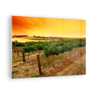 Obraz na skle - Viničná réva v teplom svetle zapadajúceho slnka - 70x50cm - Napiť sa slnka - Moderná nástenná dekorácia do obývacej izby a spálne ARTTOR
