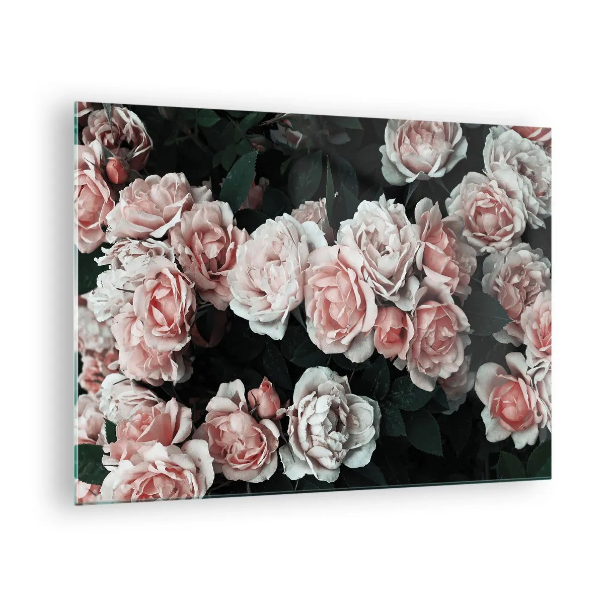 Obraz na skle - Detailný záber na kyticu ružových ruží na tmavom pozadí - 70x50cm - Ružový ansámbl - Moderná nástenná dekorácia do obývacej izby a spálne ARTTOR