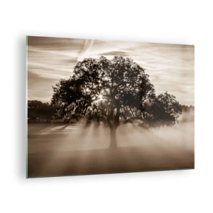 Obraz na skle - Strom v rannej hmle so slnečnými lúčmi presvitajúcimi cez konáre - 70x50cm - Strom správ samotného dobra - Moderná nástenná dekorácia do obývacej izby a spálne ARTTOR