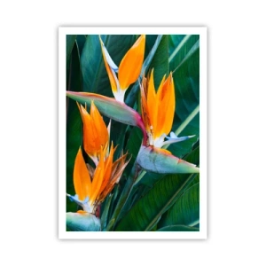 Plagát - Je to kvetina, alebo vták? - 70x100 cm