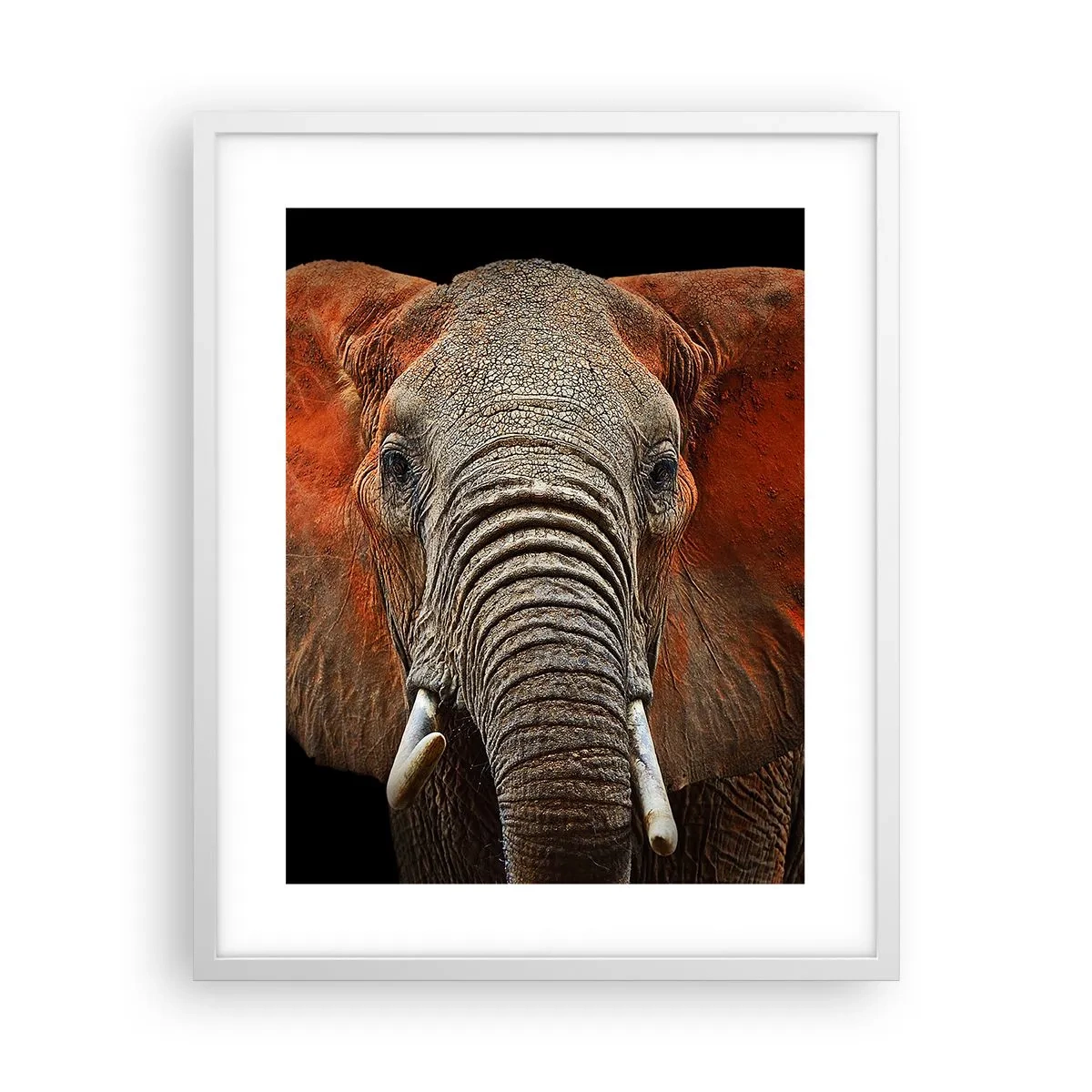 Plagát v bielom ráme - Som divoký, a ty? - 40x50 cm