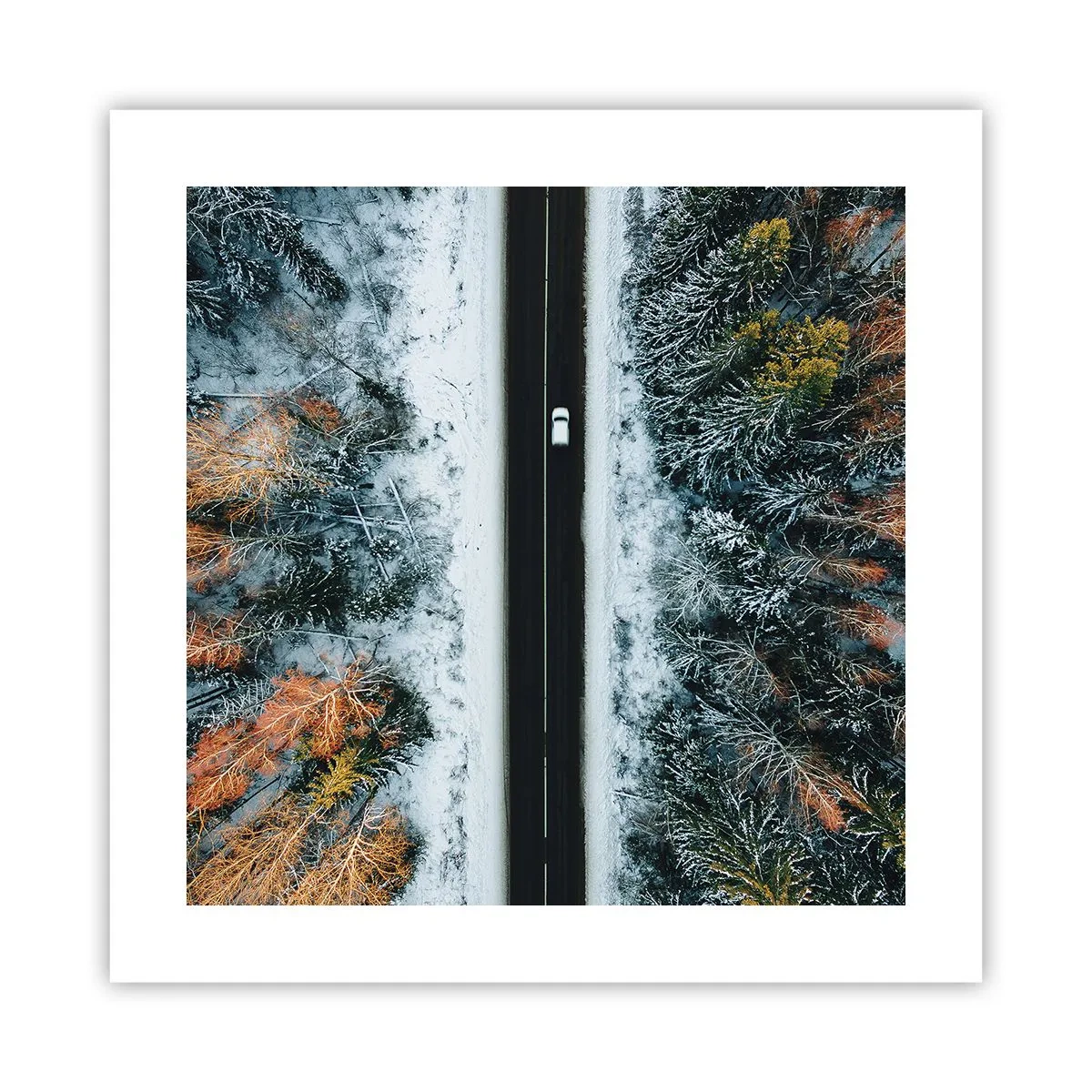 Plagát - Cez zimný les - 40x40 cm