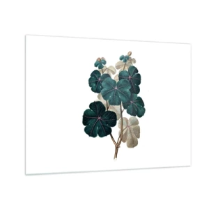 Obraz na skle - Botanická ilustrácia zelených listov na bielom pozadí - 70x50cm - Zo starého herbára - Moderná nástenná dekorácia do obývacej izby a spálne ARTTOR
