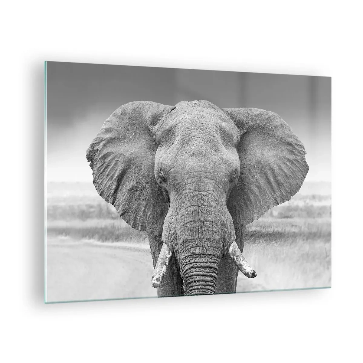 Obraz na skle - Čiernobiely portrét slona v savane - 70x50cm - Vitajte v mojom svete - Moderná nástenná dekorácia do obývacej izby a spálne ARTTOR