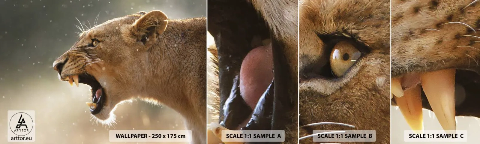 Vzorka Fototapeta Standard Eco - Snaž sa nepočúvať - Zvieratá, Lev, Afriky - 100x30 cm