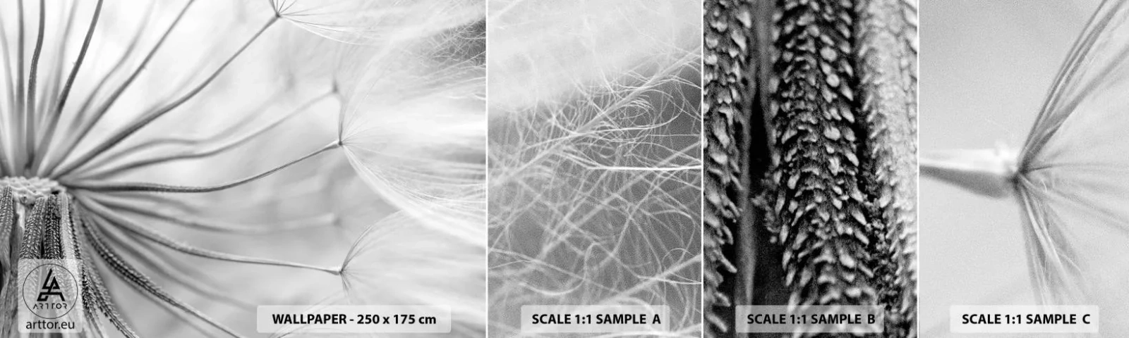 Vzorka Fototapeta Standard Eco - Púpavy - Minimalizmus, Jemné, Kvetina - 100x30 cm