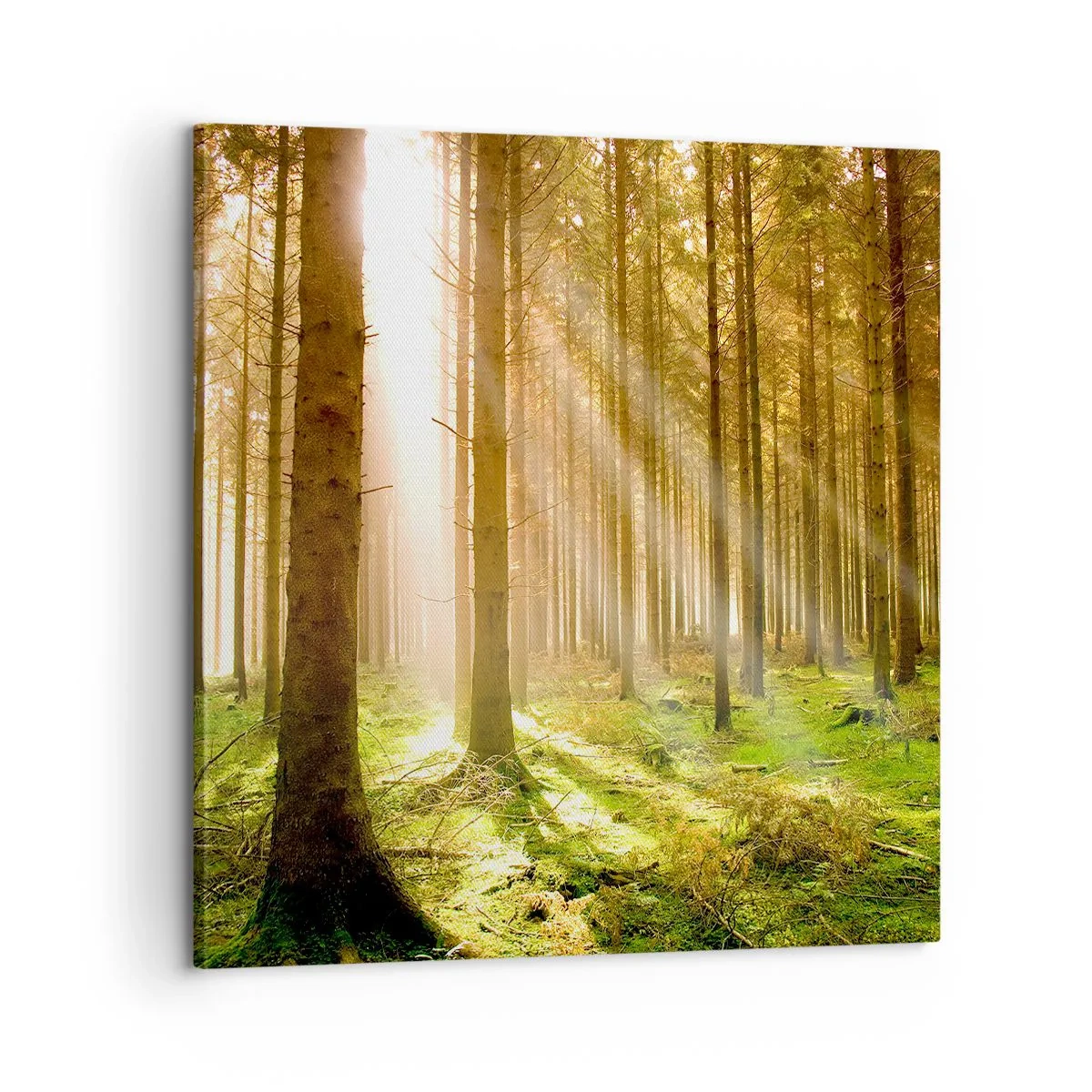 Obraz na plátne - Čoskoro sa objavia elfovia - 60x60 cm