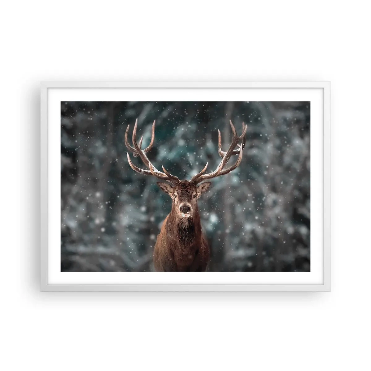 Plagát v bielom ráme - Skutočný kráľ lesa - 70x50 cm