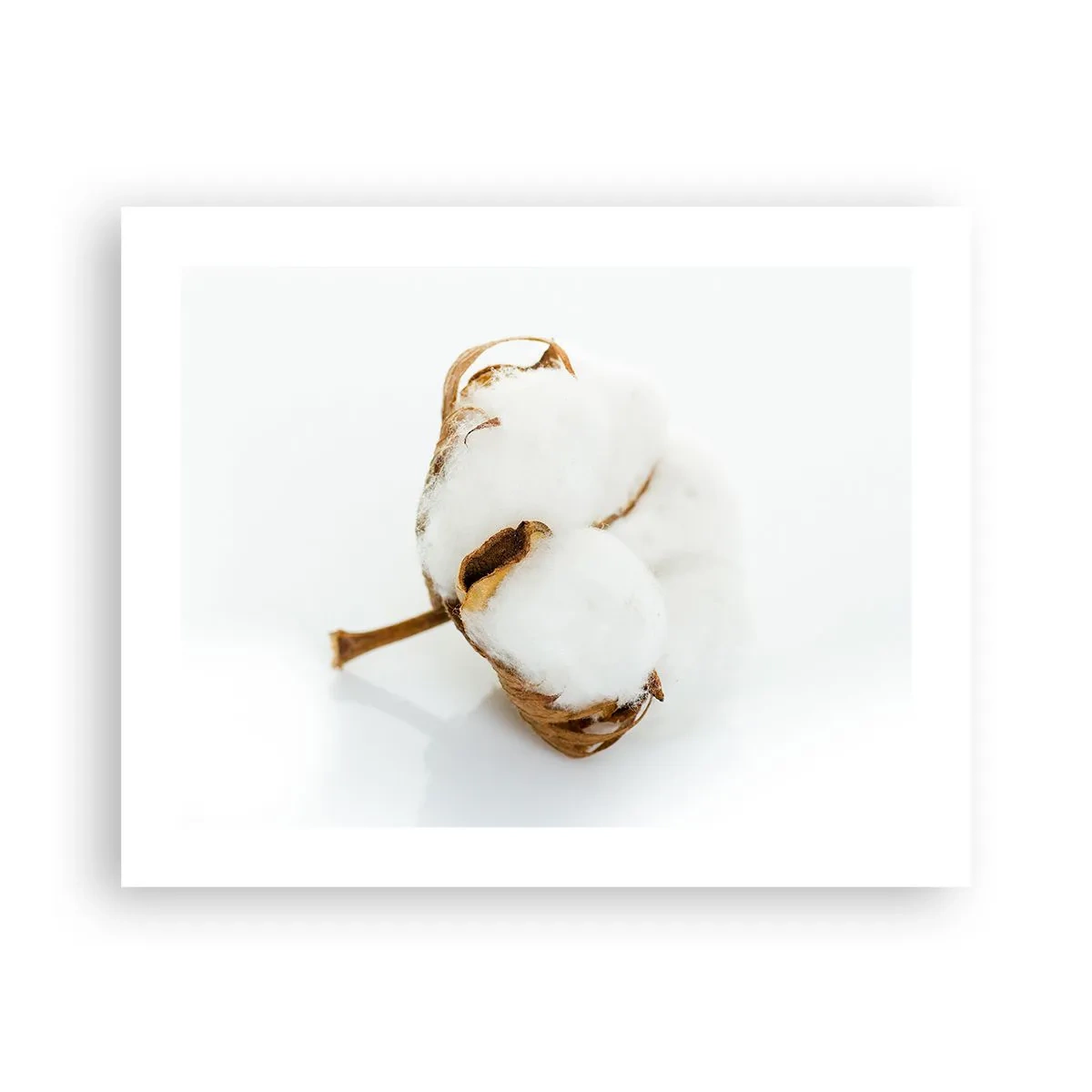 Plagát - Mäkká od prírody - 50x40 cm