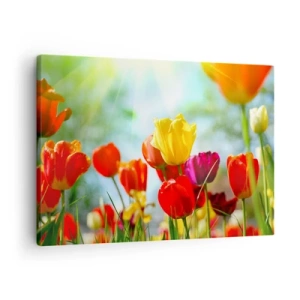 Obraz na plátne - Farebné tulipány na slnku - 70x50cm - Všetky farby slnka - Moderná nástenná dekorácia do obývacej izby a spálne ARTTOR