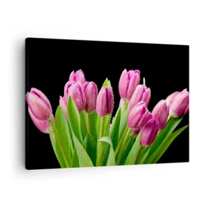 Obraz na plátne - Ružové tulipány s kvapkami rosy na čiernom pozadí - 70x50cm - Ľaliové potešenie jari - Moderná nástenná dekorácia do obývacej izby a spálne ARTTOR
