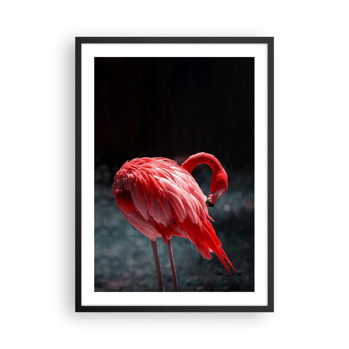 Plagát v čiernom ráme - Červený plameniak na tmavom pozadí, nenápadne otočený k sebe. - 50x70cm - Karmínová báseň prírody - Moderná nástenná dekorácia do obývacej izby a spálne ARTTOR