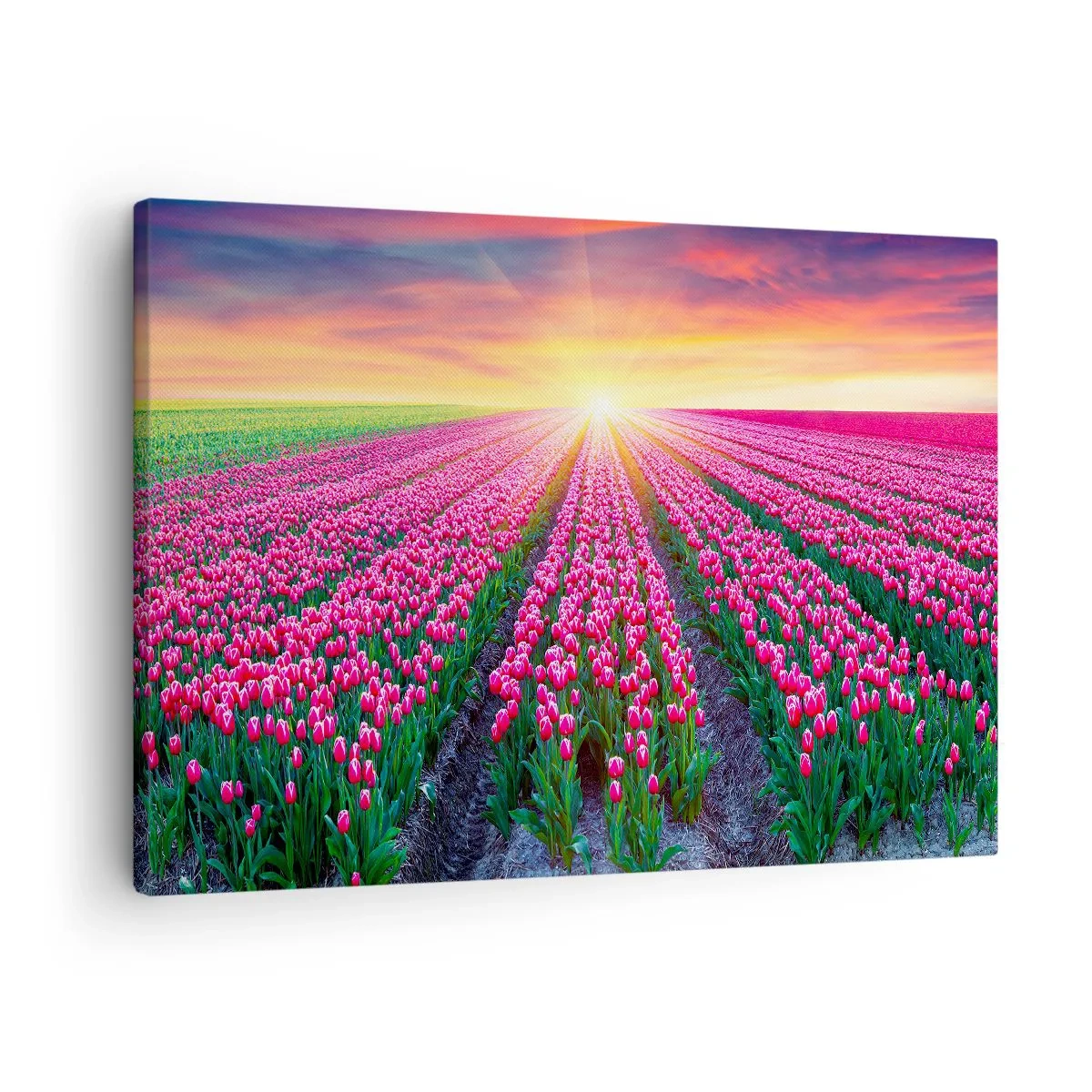 Obraz na plátne - Pole tulipánov pri západe slnka - 70x50cm - Farma krásy - Moderná nástenná dekorácia do obývacej izby a spálne ARTTOR