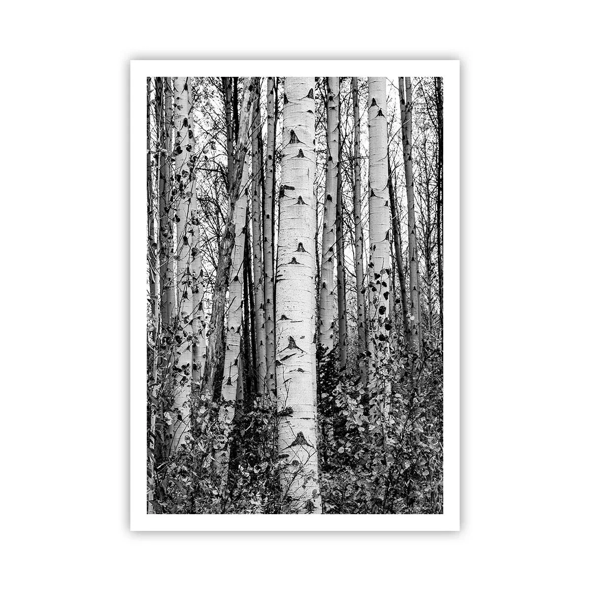 Plagát - Brezová kolonáda - 70x100 cm