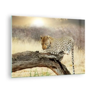 Obraz na skle - Leopard odpočíva na drevenej konári - 70x50cm - Chodím vlastnými cestami - Moderná nástenná dekorácia do obývacej izby a spálne ARTTOR
