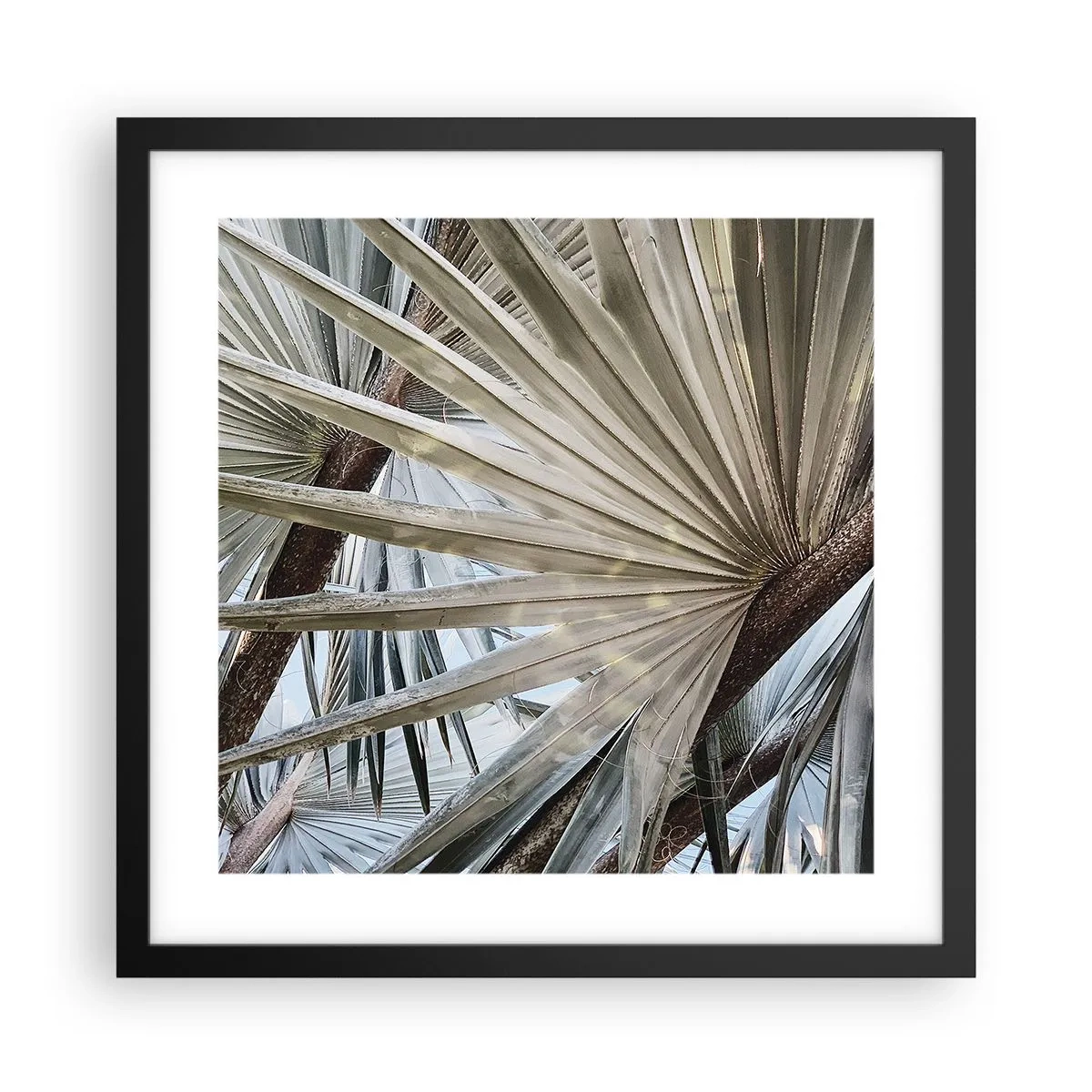 Plagát v čiernom ráme - Vejáre v trópoch - 40x40 cm