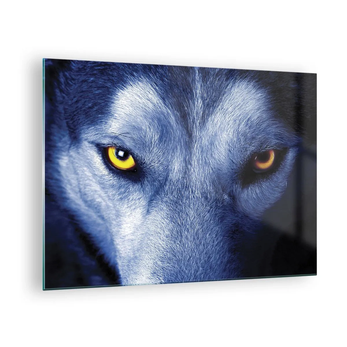 Obraz na skle - Fascinujúci pohľad vlka - 70x50cm - Fascinujúci pohľad - Moderná nástenná dekorácia do obývacej izby a spálne ARTTOR