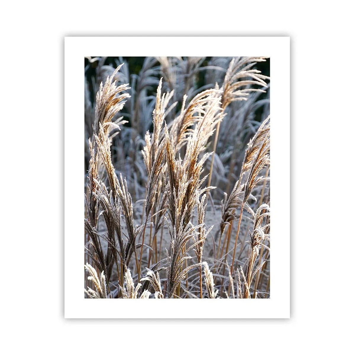 Plagát - Mrazom pokryté - 40x50 cm