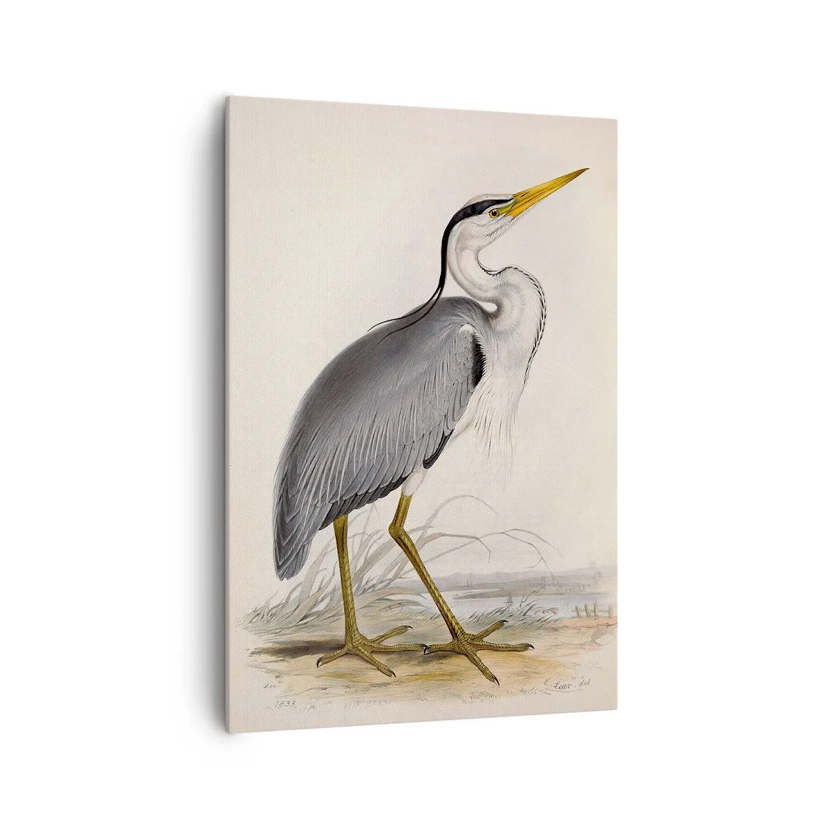 Obraz na plátne - Pôvab volavky - 70x100 cm