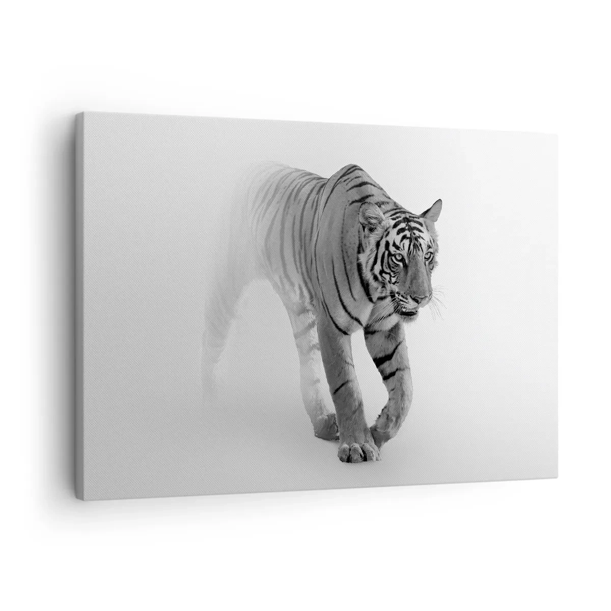 Obraz na plátne - Tiger vychádzajúci z hmly - 70x50cm - Prikrčený v hmle - Moderná nástenná dekorácia do obývacej izby a spálne ARTTOR