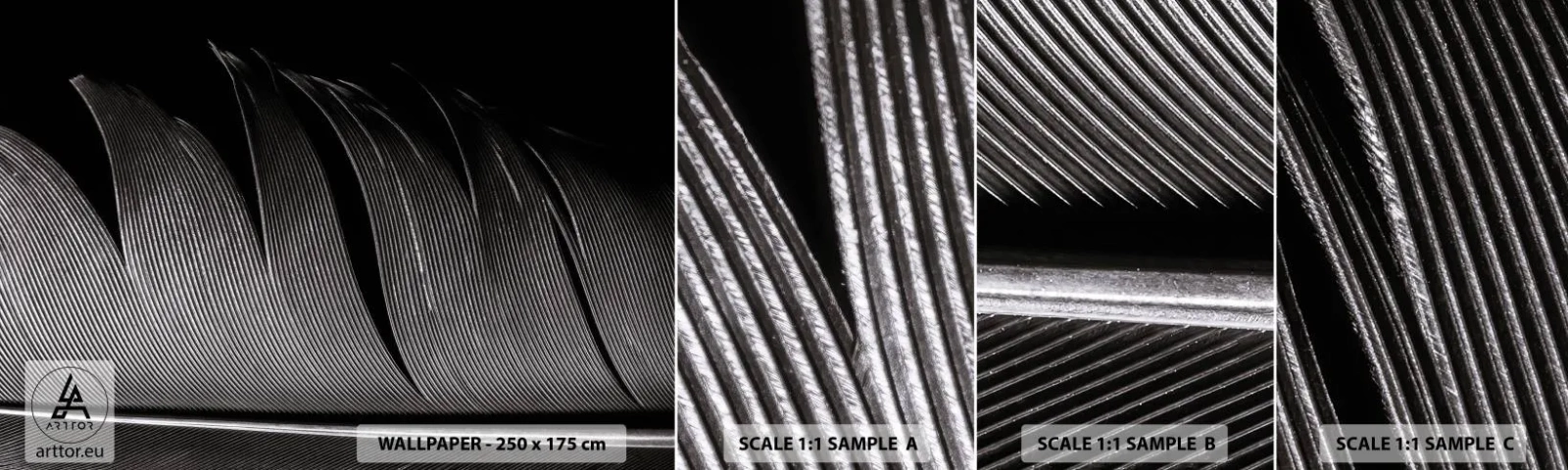 Vzorka Fototapeta Standard Eco - Perie – nádherná konštrukcia - Pero, Minimalizmus, Ľahkosť - 100x30 cm