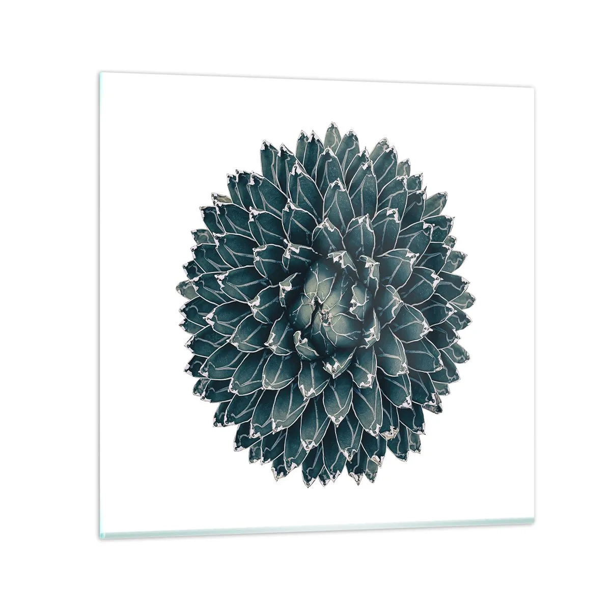 Obraz na skle - Hviezda púšte - 70x70 cm