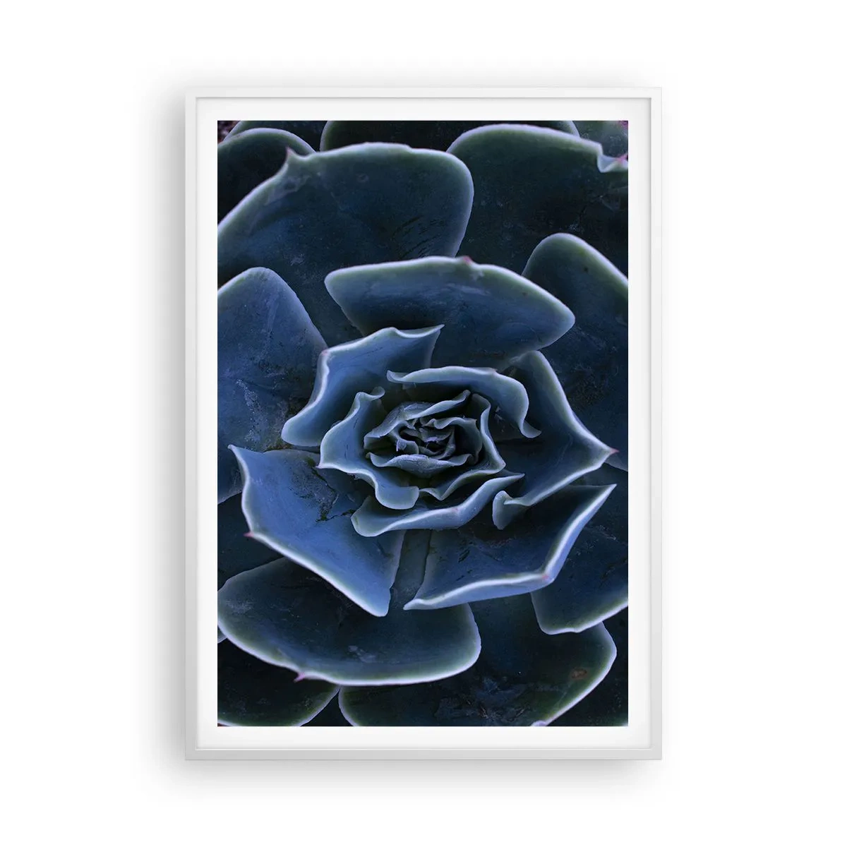 Plagát v bielom ráme - Púštny kvet - 70x100 cm