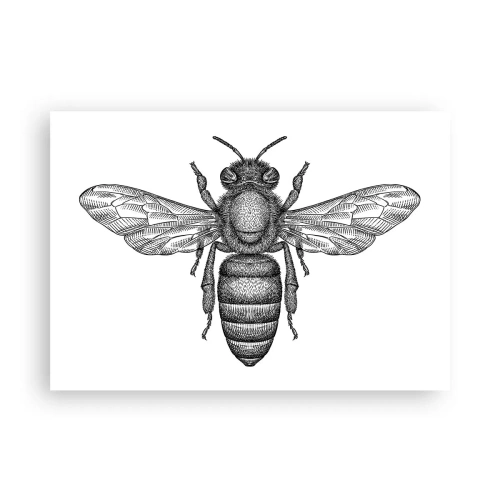 Plagát - Hmyzí portrét - 100x70 cm
