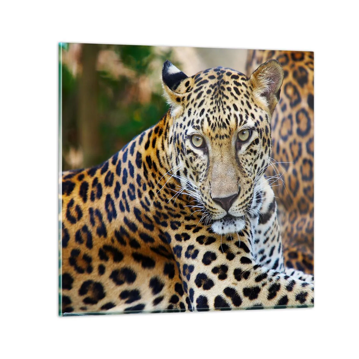 Obraz na skle - Divoký a pokojný - 50x50 cm