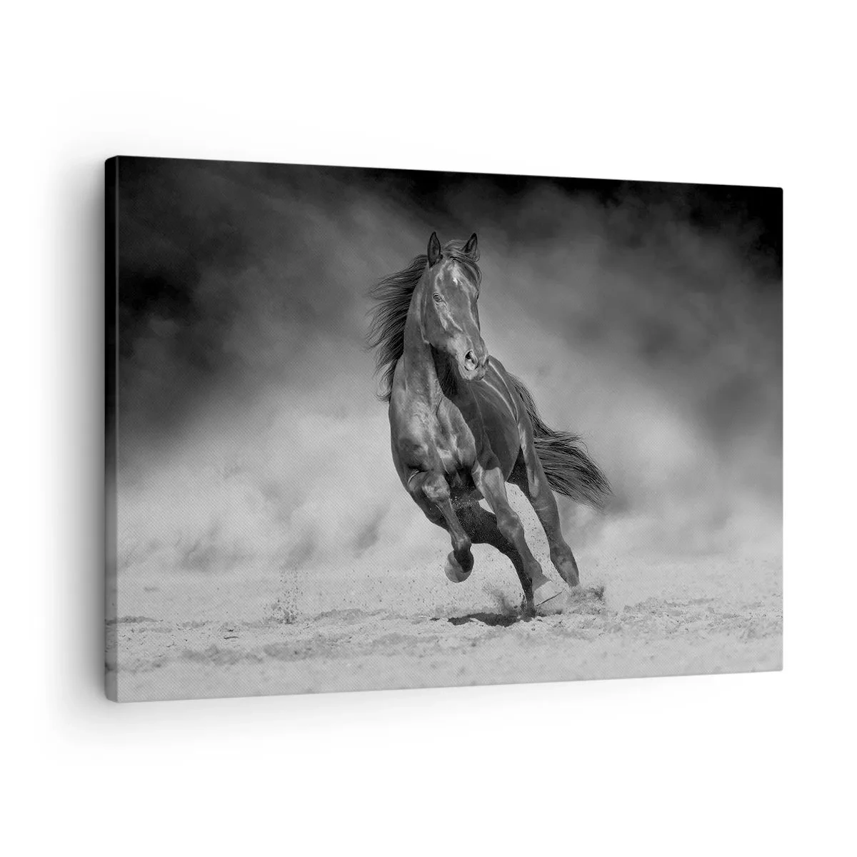Obraz na plátne - Čierny a biely kôň cválajúci cez piesok - 70x50cm - Hodné samotného emira - Moderná nástenná dekorácia do obývacej izby a spálne ARTTOR