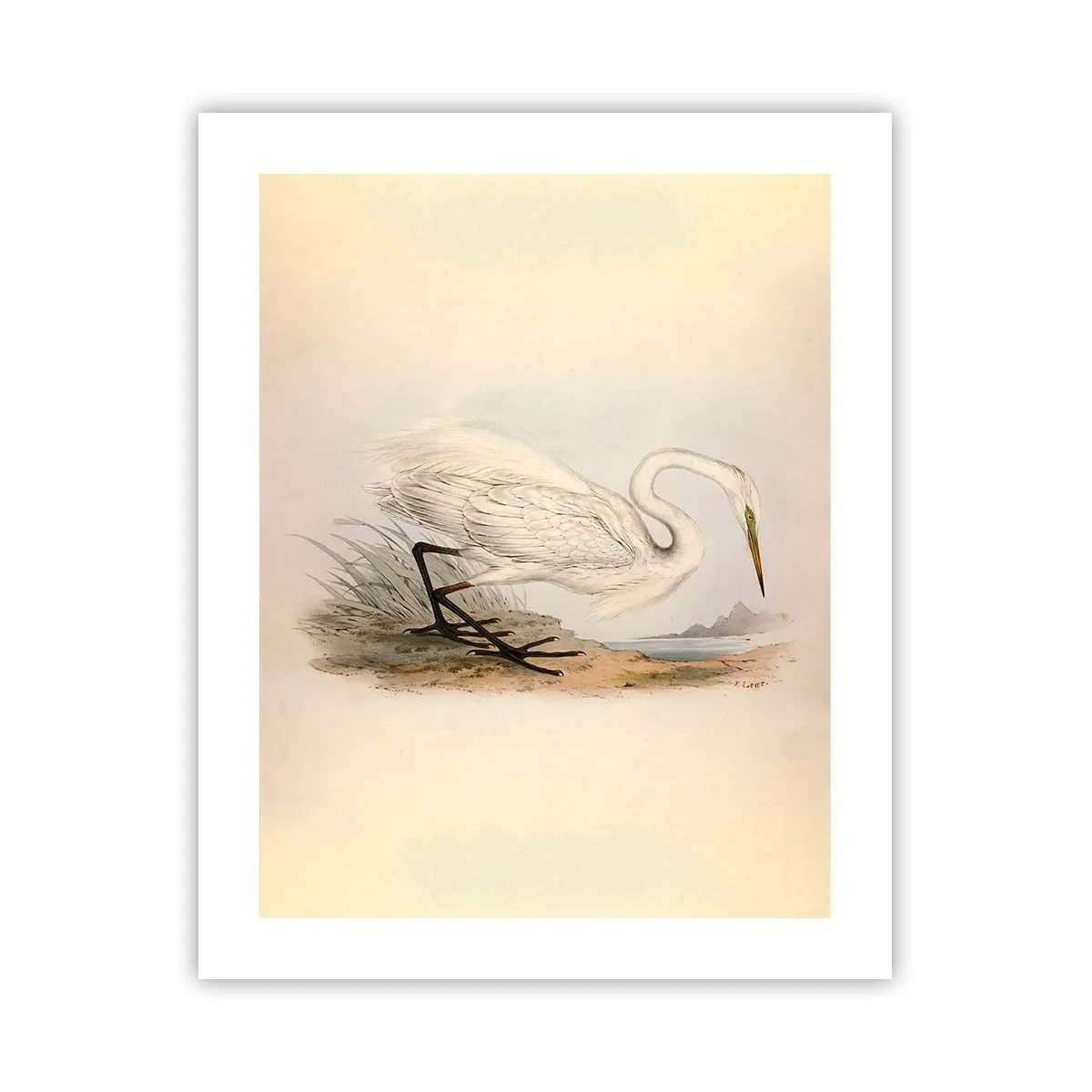 Plagát - Pani rákosín - 40x50 cm