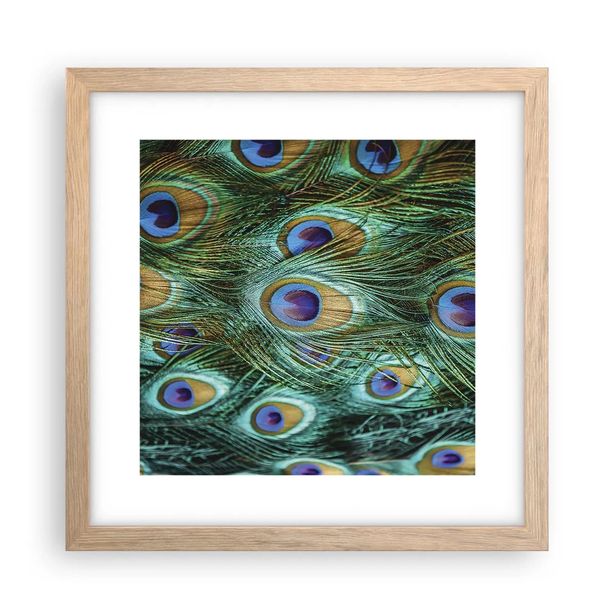 Plagát v ráme zo svetlého duba - Páví pohľad - 30x30 cm