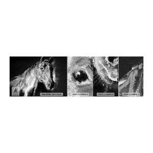 Vzorka fototapety Premium Canvas - Žiarenie vznešenej duše - Zvieratá, Kôň, Mare - 100x30 cm