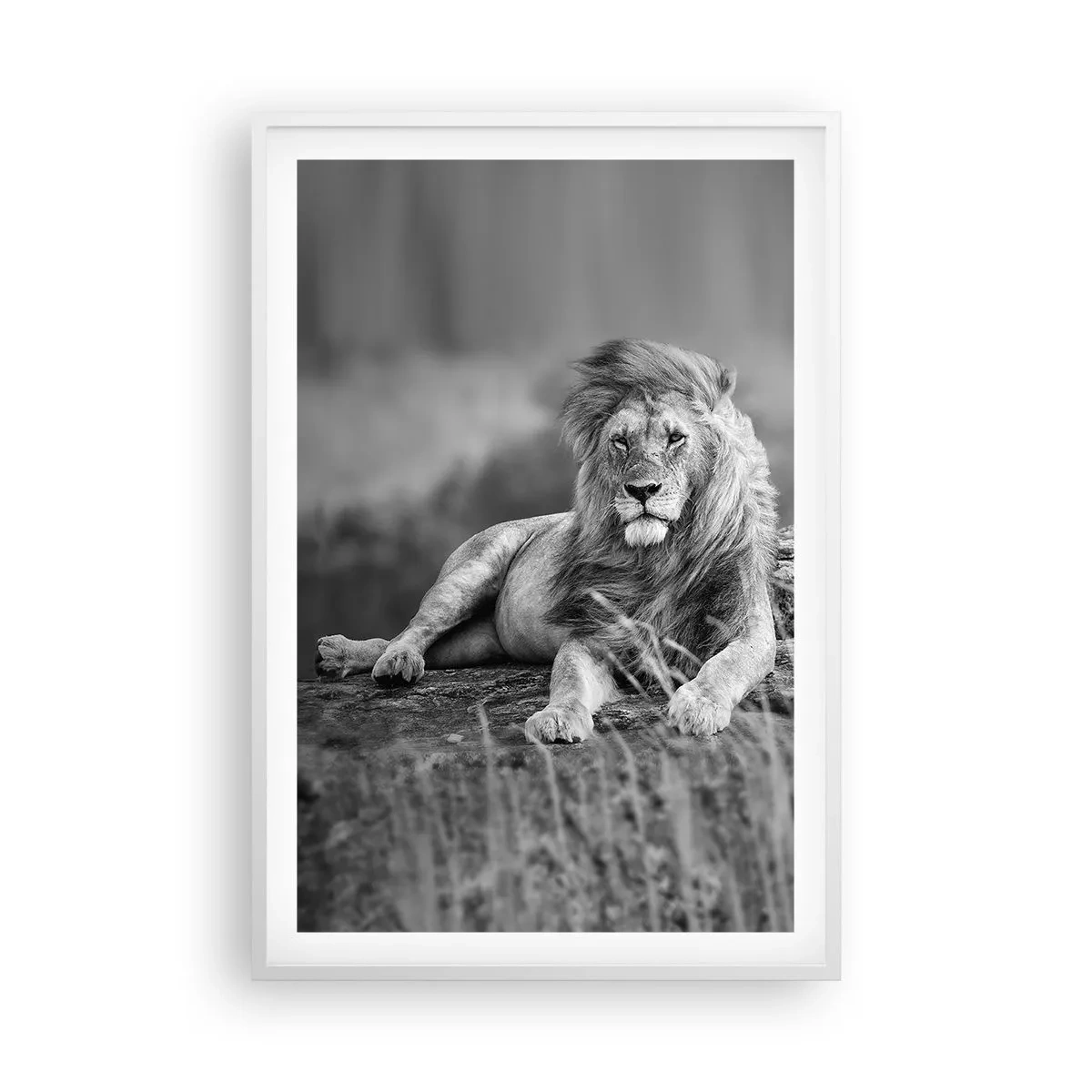 Plagát v bielom ráme - Kráľovská siesta - 61x91 cm