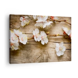 Obraz na plátne - Konáre kvitnúcich čerešní na pozadí drevenej dosky - 70x50cm - A bola jar - Moderná nástenná dekorácia do obývacej izby a spálne ARTTOR