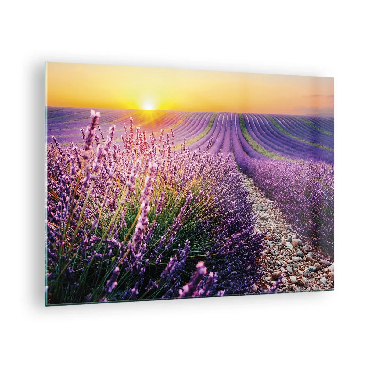 Obraz na skle - Levanduľové pole pri východe slnka s kamenistým chodníkom - 70x50cm - Voňavý lán - Moderná nástenná dekorácia do obývacej izby a spálne ARTTOR
