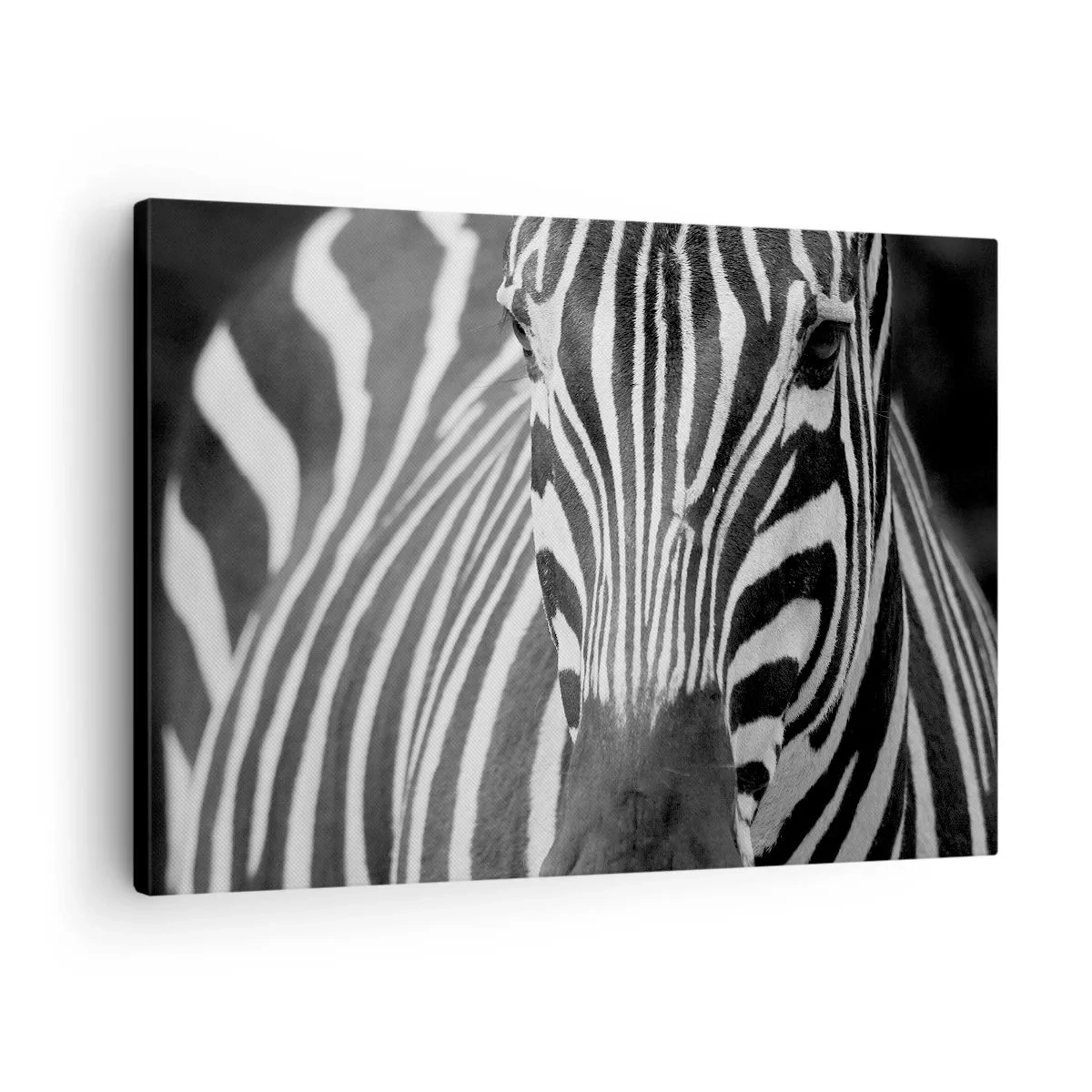 Obraz na plátne - Čiernobiely detailný záber zebry s jej charakteristickými pruhmi. - 70x50cm - Svet je čierno-biely - Moderná nástenná dekorácia do obývacej izby a spálne ARTTOR