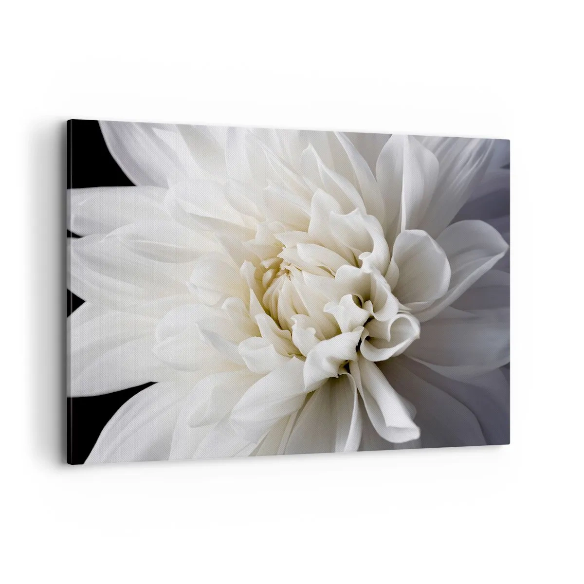 Obraz na plátne - Ráno s nevestou - 100x70 cm