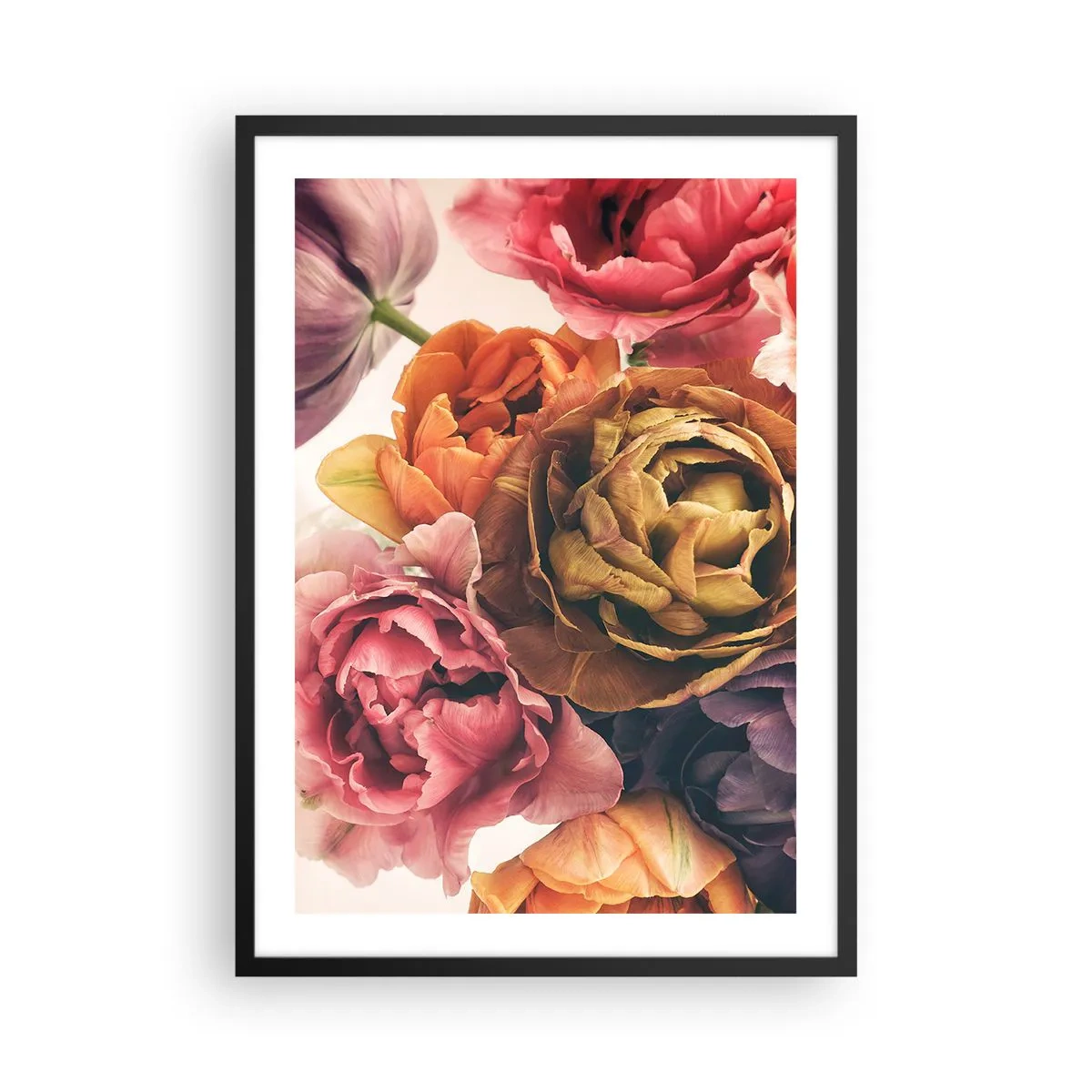 Plagát v čiernom ráme - Farebné kvety pivoniek v umeleckom prístupe - 50x70cm - Oslava života - Moderná nástenná dekorácia do obývacej izby a spálne ARTTOR