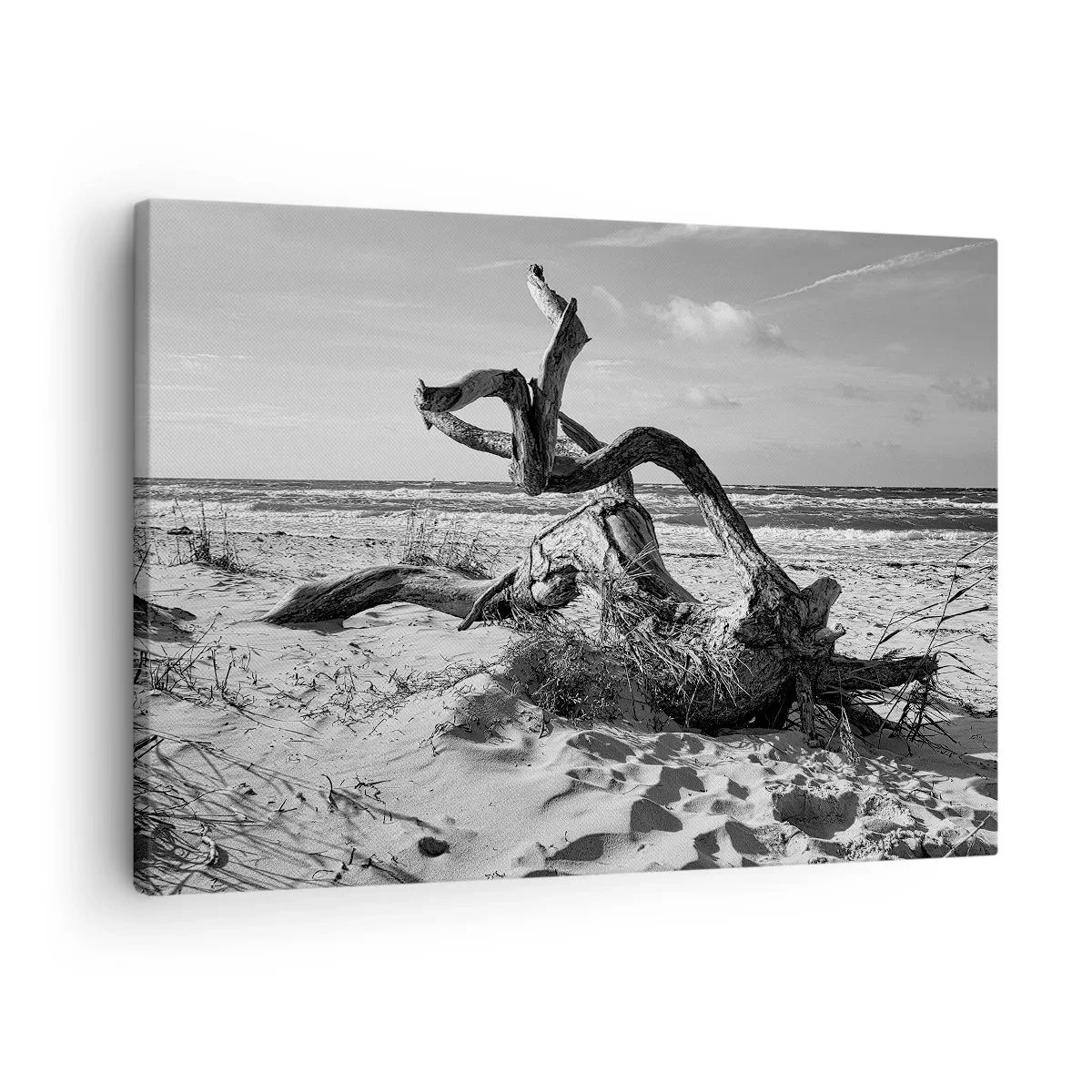 Obraz na plátne - Čiernobiela krajina s mŕtvym stromom na pláži - 70x50cm - Morská socha - Moderná nástenná dekorácia do obývacej izby a spálne ARTTOR
