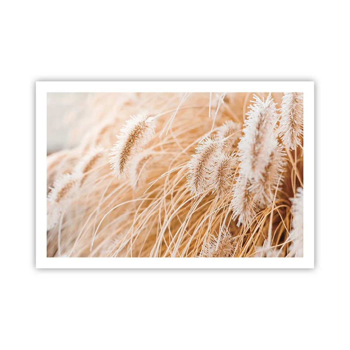 Plagát - Zlaté šušťanie tráv - 91x61 cm