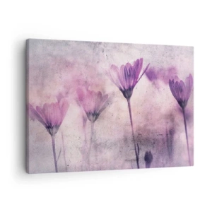 Obraz na plátne - Jemné kvety v odtieňoch fialovej na svetlom pozadí - 70x50cm - Sen kvetov - Moderná nástenná dekorácia do obývacej izby a spálne ARTTOR