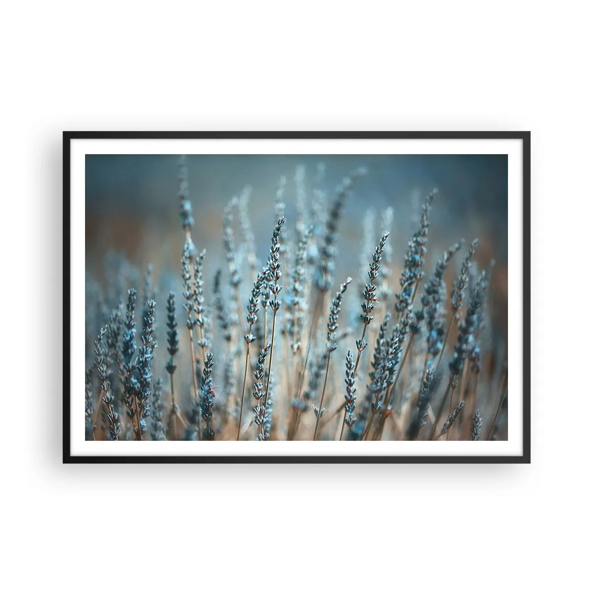 Plagát v čiernom ráme - Voňavý lán - 100x70 cm